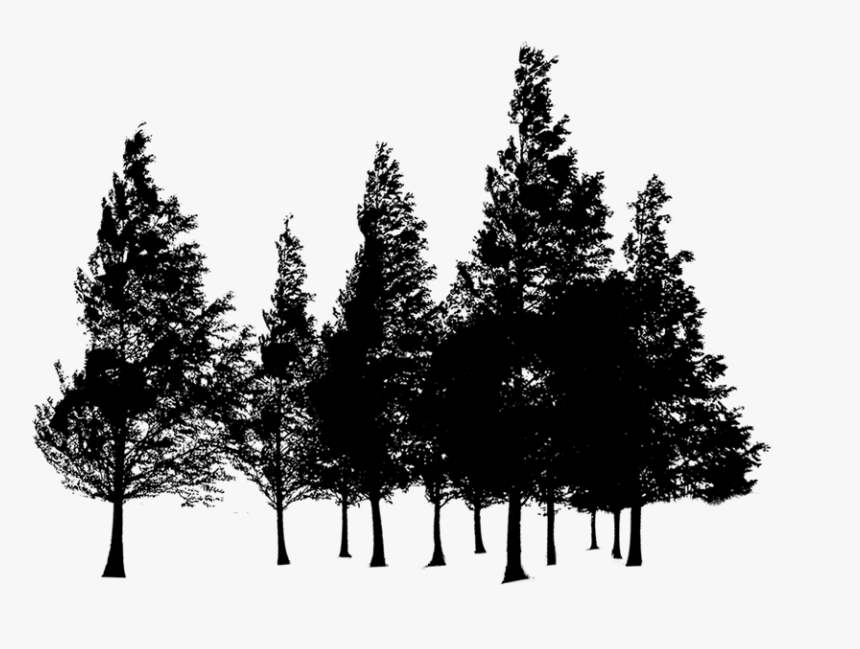 arbres3