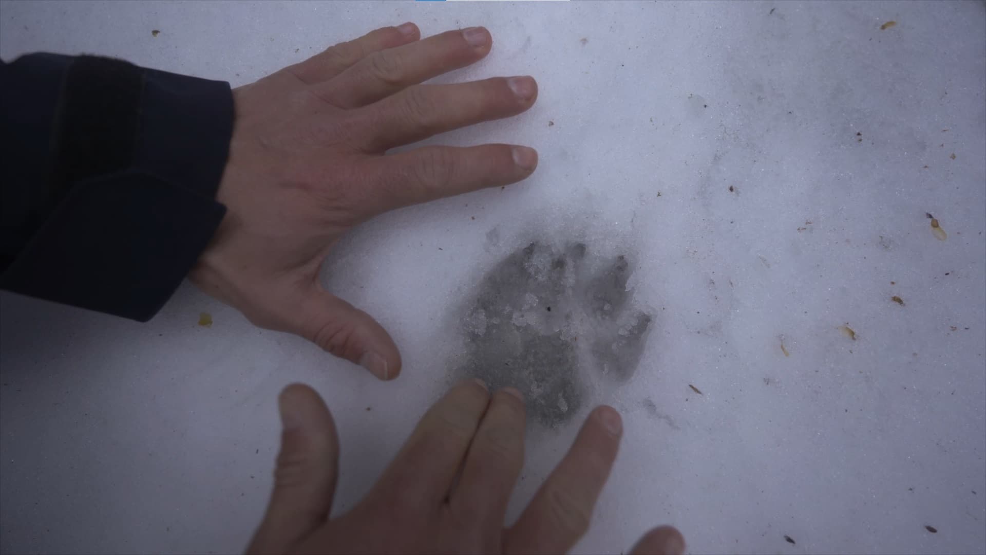 Traces2
