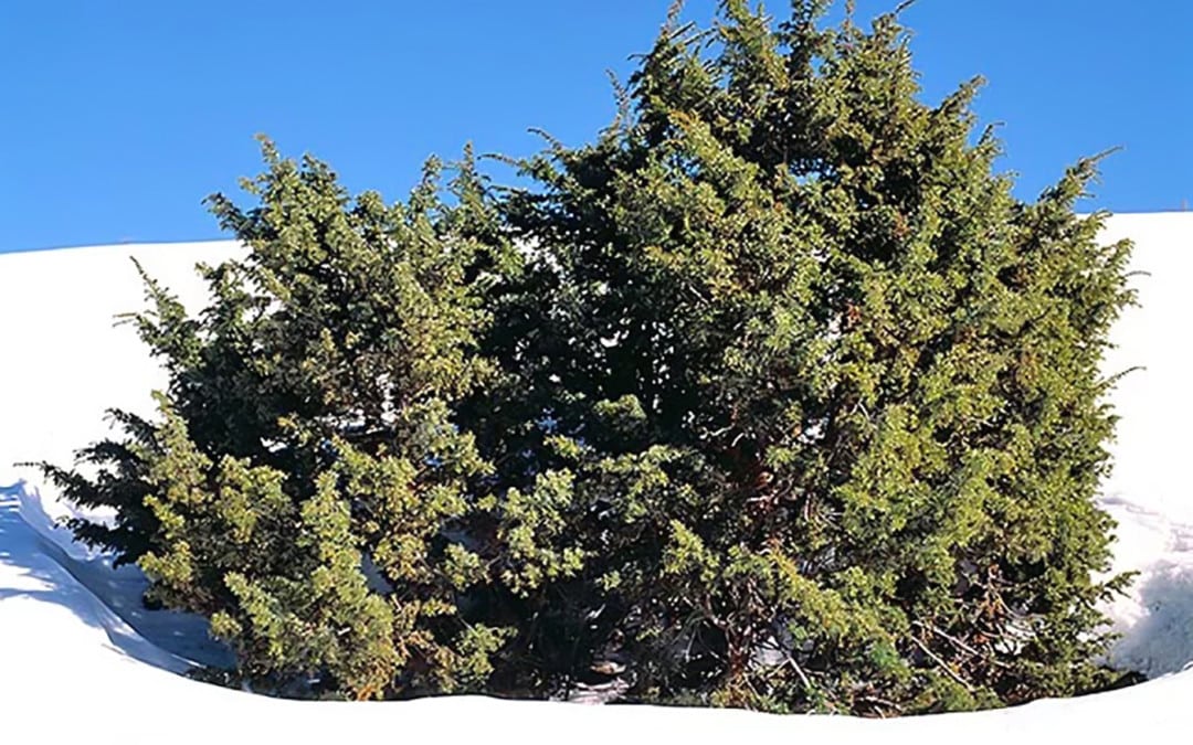 La neige, le genévrier et l’industrie du ski