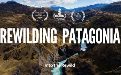 Pour le réensauvagement de la Patagonie
