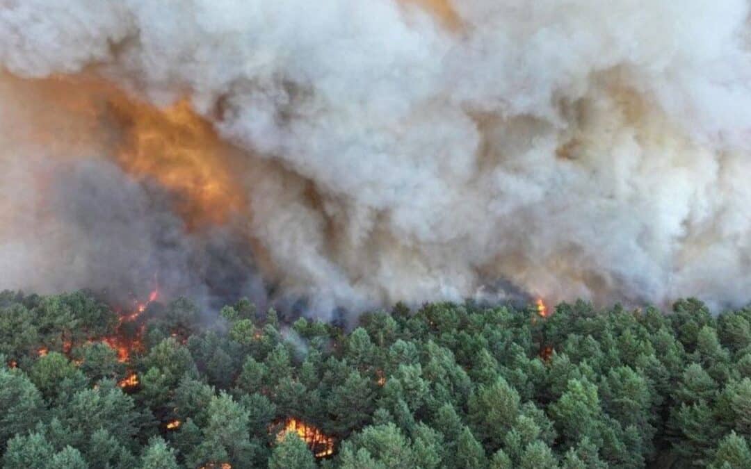 Incendie à Fontainebleau : deux réserves biologiques et des secteurs d’escalade des Trois-Pignons ont été touchés