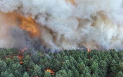 Incendie à Fontainebleau : deux réserves biologiques et des secteurs d’escalade des Trois-Pignons ont été touchés
